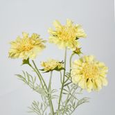 Yellow Scabiosa 3 Flowers and 2 Buds