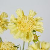 Yellow Scabiosa 3 Flowers and 2 Buds