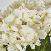 White Hydrangea Bush x 7