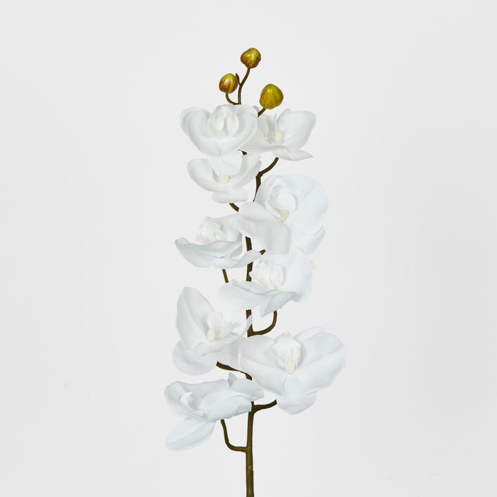 White Phalaenopsis Orchird