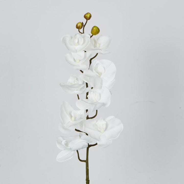 White Phalaenopsis Orchird