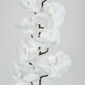 White Phalaenopsis Orchird