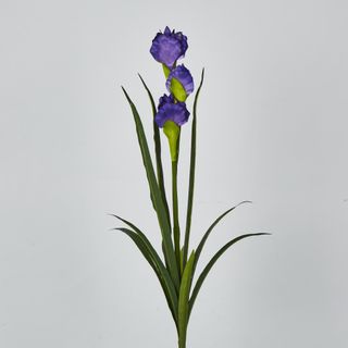 Purple Iris