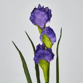 Purple Iris