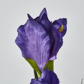 Purple Iris