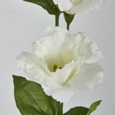 White Lisianthus Spray