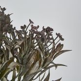 Grey Mini Daisy Bush