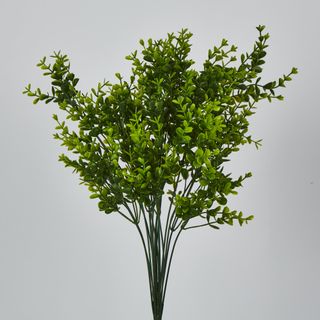 Green Boxwood Bush