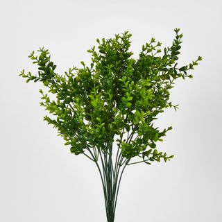 Green Boxwood Bush