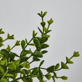 Green Boxwood Bush