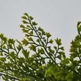 Green Fern Bush