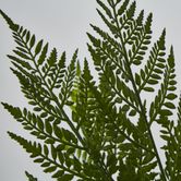 Green Fern Bush