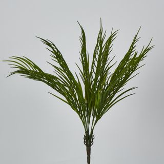 Green Fern Palm Bush