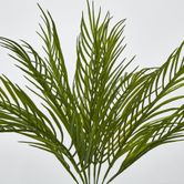 Green Fern Palm Bush