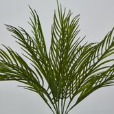 Green Fern Palm Bush