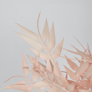 Bamboo Leaf Bush Blush Pink