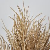 Brown Grass Seed Bush Pampass