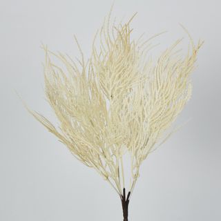 Cream Beige Grass Seed Bush Pampass