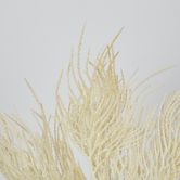 Cream Beige Grass Seed Bush Pampass