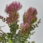 Thistle Bush x 5