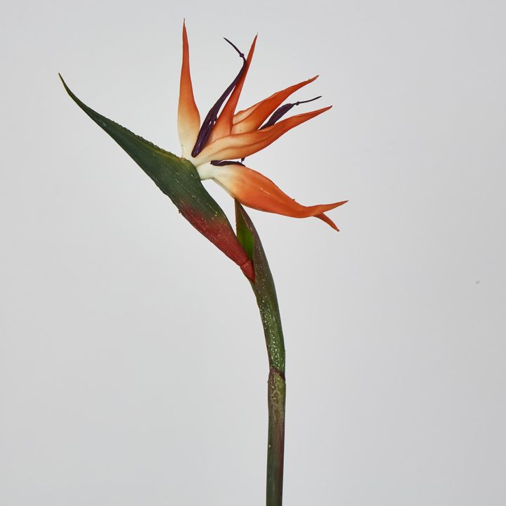 Bird of Paradise