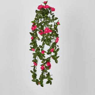 Hanging Roses