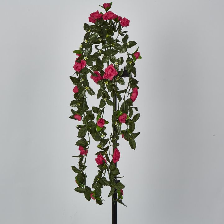 Hanging Roses