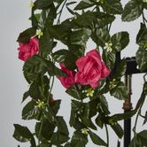 Hanging Roses