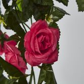 Hanging Roses