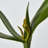 Orchid Leaf