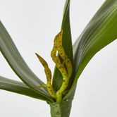 Orchid Leaf