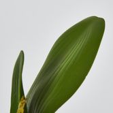 Orchid Leaf