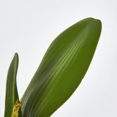 Orchid Leaf