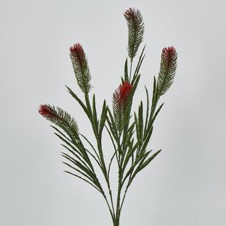 BottleBrush