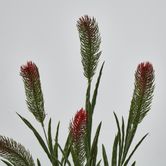 BottleBrush