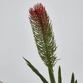 BottleBrush