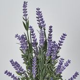 Lavender x 7 (Increments of 2)