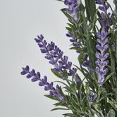 Lavender x 7 (Increments of 2)