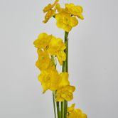 Daffodil Spray