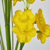 Daffodil Spray