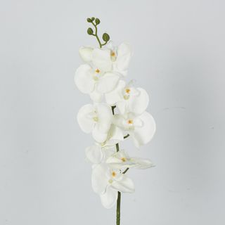 Moth Orchid