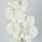 Moth Orchid