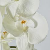 Moth Orchid