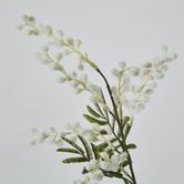 White Austalian Wattle