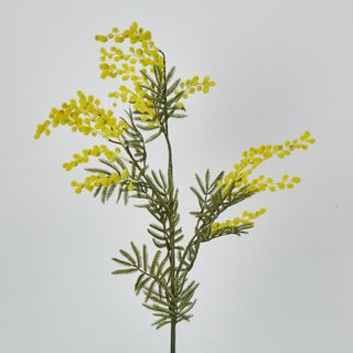 Austalian Wattle