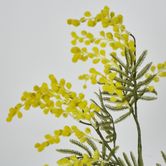 Austalian Wattle