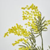 Austalian Wattle