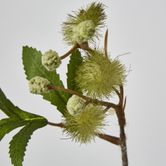 Green Blackwood Wattle Acacia melanoxylon