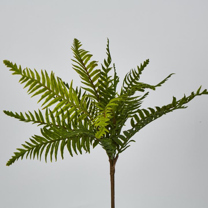 Blechnum Fern Bush