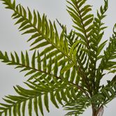 Blechnum Fern Bush